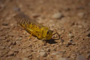 Desert Locuston Ground.jpg Wallpaper