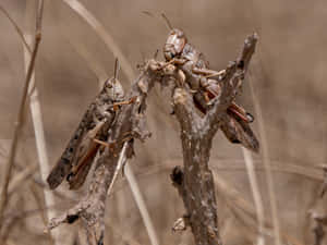 Desert Locusts Perchedon Branch Wallpaper