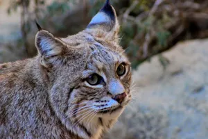 Desert Lynx Prowling Through Its Natural Habitat Wallpaper