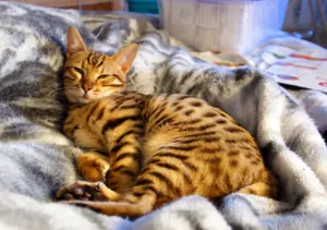 Desert Lynx Relaxing On A Rock Wallpaper