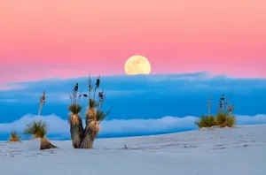Desert_ Moonrise_with_ Yucca_ Plants Wallpaper