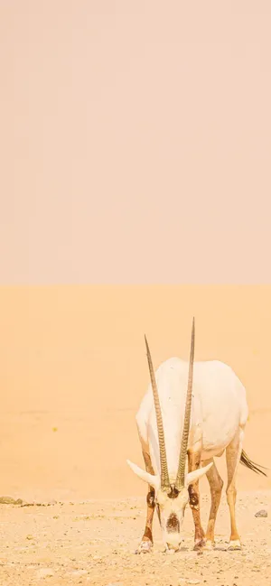 Desert Oryxin Sandstorm Wallpaper