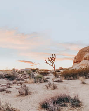 Desert Sunset Joshua Tree Wallpaper
