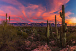 Desert_ Sunset_with_ Saguaro_ Cacti Wallpaper