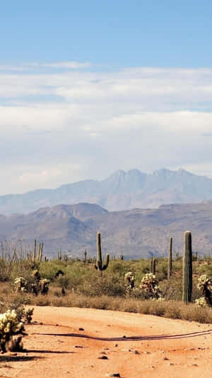 Desert_ Trail_with_ Cacti_and_ Mountains.jpg Wallpaper