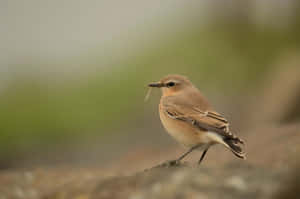 Desert Wheatearwith Prey.jpg Wallpaper