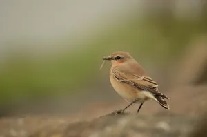 Desert Wheatearwith Prey.jpg Wallpaper