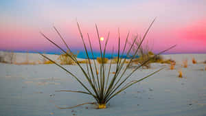 Desert_ Yucca_at_ Sunset_ Mexico Wallpaper