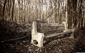 Desolate Forest Bench Wallpaper