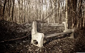 Desolate Forest Bench Wallpaper