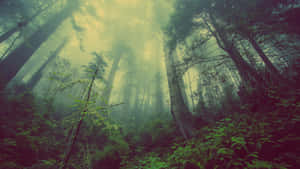 Desolate Rainforest Trees Wallpaper