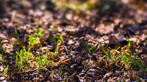 Desolate Soil With Decayed Grass Wallpaper