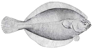 Detailed Plaice Illustration Wallpaper