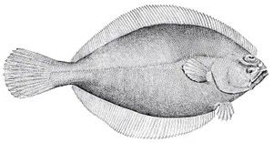 Detailed Plaice Illustration Wallpaper