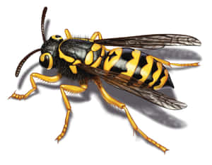 Detailed Yellowjacket Illustration Wallpaper