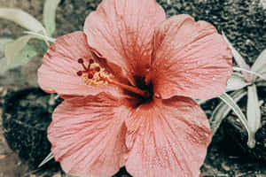 Dew Kissed Hibiscus Flower.jpg Wallpaper