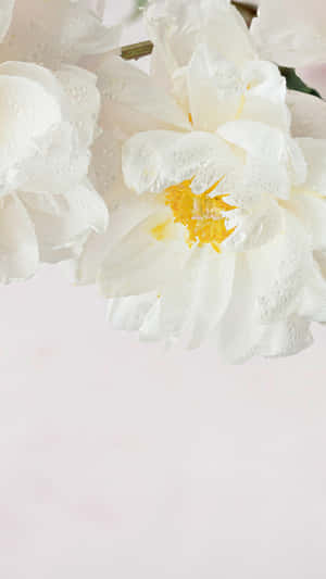 Dew Kissed White Peony Aesthetic.jpg Wallpaper