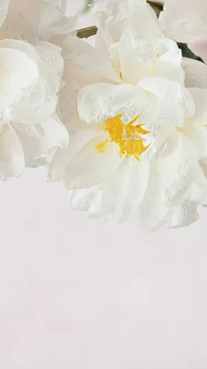 Dew Kissed White Peony Aesthetic.jpg Wallpaper