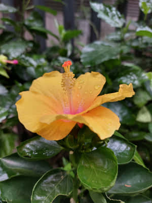 Dew Kissed Yellow Hibiscus Flower Wallpaper