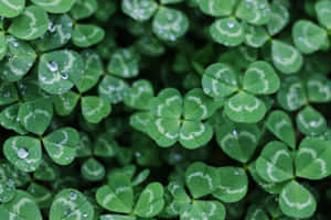 Dewy Clover Field St Patricks Day.jpg Wallpaper