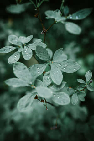 Dewy Leaves Nature Closeup Wallpaper