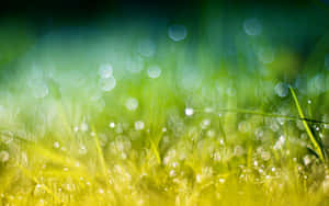 Dewy Morning Grass Green Gold Bokeh Wallpaper