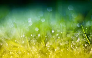 Dewy Morning Grass Green Gold Bokeh Wallpaper