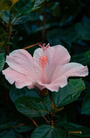 Dewy Pink Hibiscus Flower Wallpaper