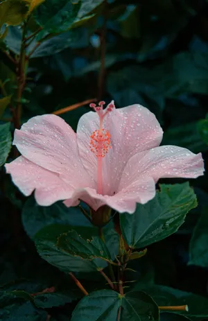 Dewy Pink Hibiscus Flower Wallpaper