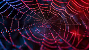 Dewy Spider Web Abstract Wallpaper