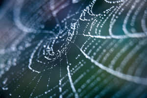 Dewy Spider Web Macro Wallpaper