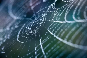 Dewy Spider Web Macro Wallpaper