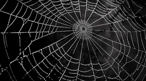 Dewy Spider Web Macro Photography Wallpaper