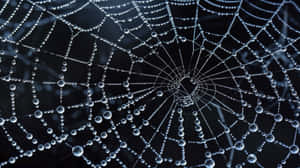 Dewy Spider Web Macro Wallpaper