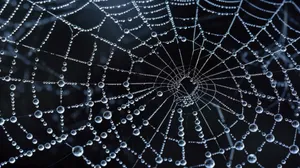 Dewy Spider Web Macro Wallpaper