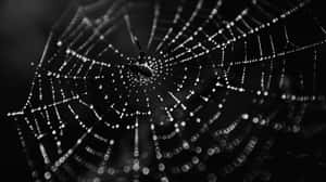 Dewy Spider Web Monochrome Wallpaper