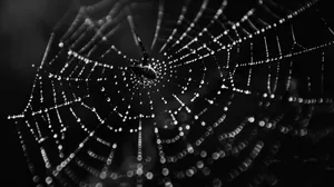 Dewy Spider Web Monochrome Wallpaper