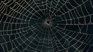 Dewy Spider Web Morning Wallpaper