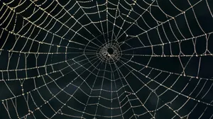 Dewy Spider Web Morning Wallpaper