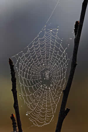 Dewy Spider Web Morning Wallpaper