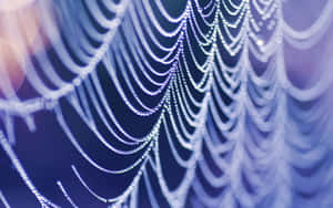 Dewy Spider Web Morning Light Wallpaper