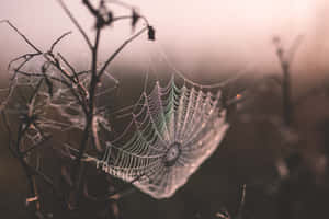 Dewy Spider Web Morning Light Wallpaper