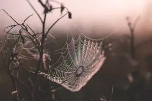 Dewy Spider Web Morning Light Wallpaper