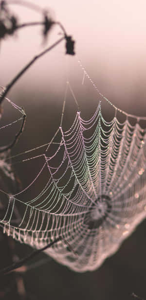 Dewy Spider Web Morning Light Wallpaper