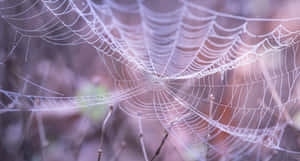 Dewy Spider Web Morning Light Wallpaper