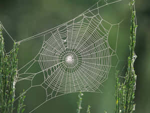 Dewy Spider Web Nature Background Wallpaper