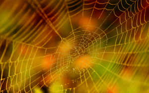 Dewy Spider Web Nature Background Wallpaper