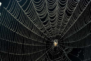 Dewy Spider Webwith Spider Center Wallpaper