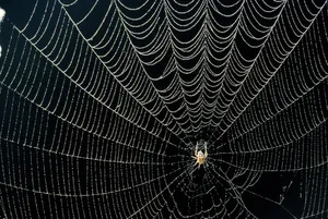 Dewy Spider Webwith Spider Center Wallpaper