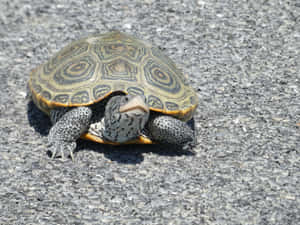 Diamondback Terrapinon Road Wallpaper